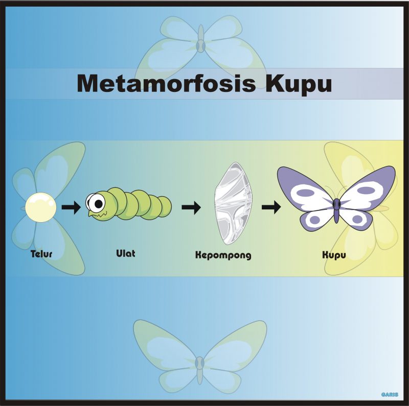 √Penjelasan Lengkap Tahap Metamorfosis Kupu-Kupu Disertai Gambar